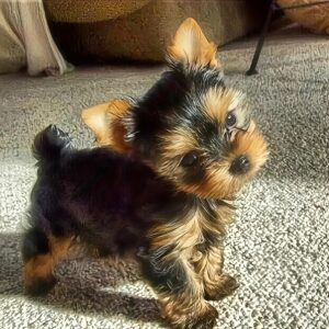 yorkie diamond painting