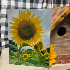 sunflower metal sign